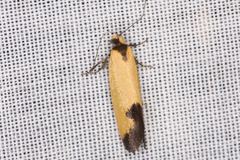 Microbela epicona