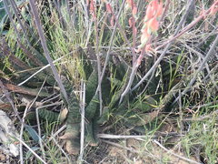 Gasteria brachyphylla