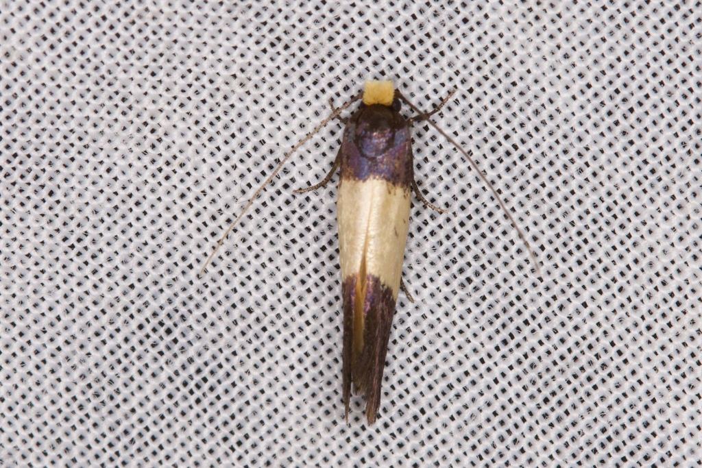 Edosa purella