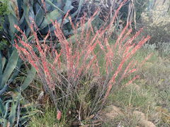 Gasteria brachyphylla