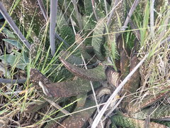 Gasteria brachyphylla