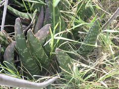 Gasteria brachyphylla