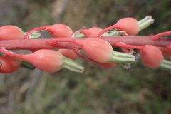 Gasteria brachyphylla