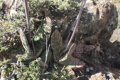 Gasteria brachyphylla