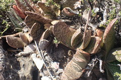 Gasteria brachyphylla
