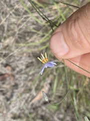 Dianella rara