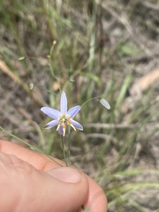 Dianella rara