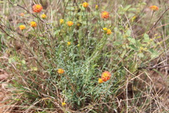 Lasiosiphon rubescens