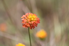 Lasiosiphon rubescens