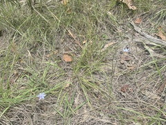Dianella rara