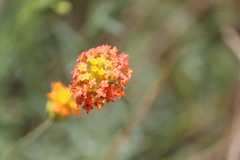 Lasiosiphon rubescens