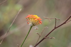 Lasiosiphon rubescens