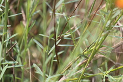 Lasiosiphon rubescens