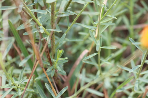 Image of Lasiosiphon rubescens by (c) Noeleen du Toit, some rights reserved (CC BY-SA)