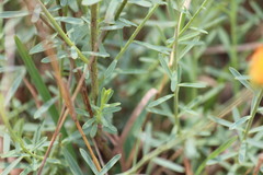 Lasiosiphon rubescens