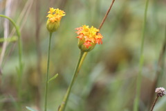 Lasiosiphon rubescens