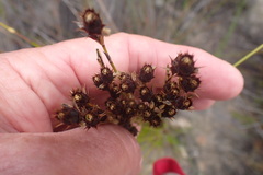 Hypodiscus alboaristatus