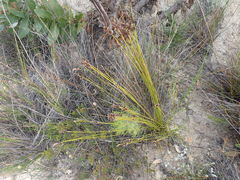 Hypodiscus alboaristatus