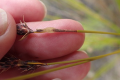 Hypodiscus alboaristatus
