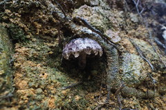 Strobilomyces latirimosus