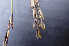 Hypodiscus alboaristatus