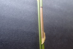 Hypodiscus alboaristatus