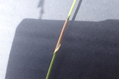 Hypodiscus alboaristatus