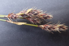 Hypodiscus alboaristatus