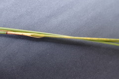 Hypodiscus alboaristatus