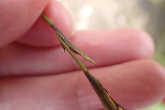 Hypodiscus alboaristatus