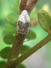 Romna pallida