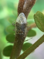 Romna pallida