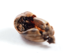 Callirhytis glandulus