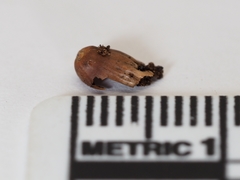 Callirhytis glandulus