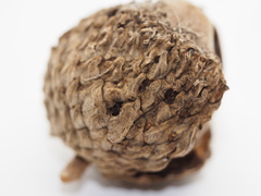 Callirhytis glandulus