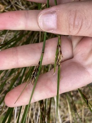Schoenus pauciflorus