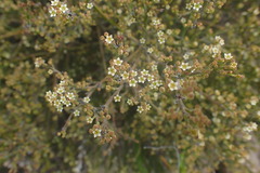 Lacomucinaea lineata