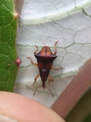 Oropterus coniger
