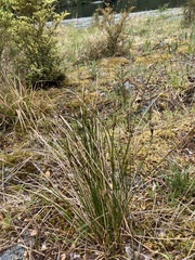 Schoenus pauciflorus