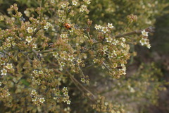 Lacomucinaea lineata