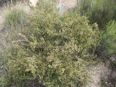 Lacomucinaea lineata