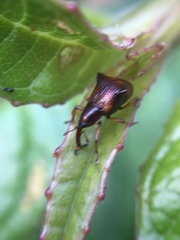 Oropterus coniger