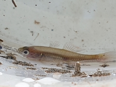 Hypseleotris galii