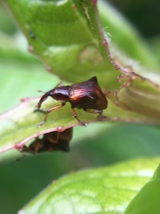 Oropterus coniger