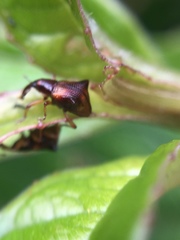 Oropterus coniger