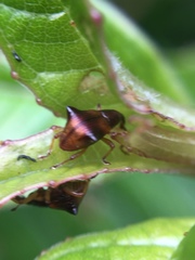 Oropterus coniger