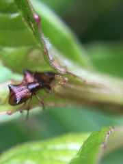 Oropterus coniger