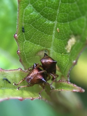 Oropterus coniger