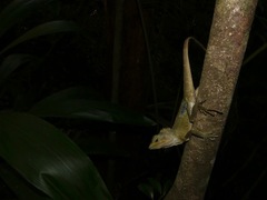 Lophosaurus spinipes