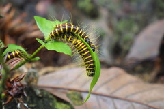 Delias pasithoe